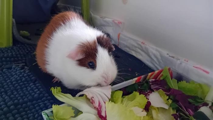 Klicke auf die Grafik fr eine grere Ansicht

Name:	20241119_151850.jpg
Hits:	0
Gre:	77,5 KB
ID:	210595