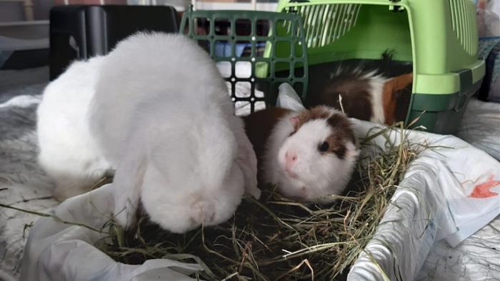 Klicke auf die Grafik fr eine grere Ansicht

Name:	IMG-20241124-WA0043.jpg
Hits:	0
Gre:	97,8 KB
ID:	210596