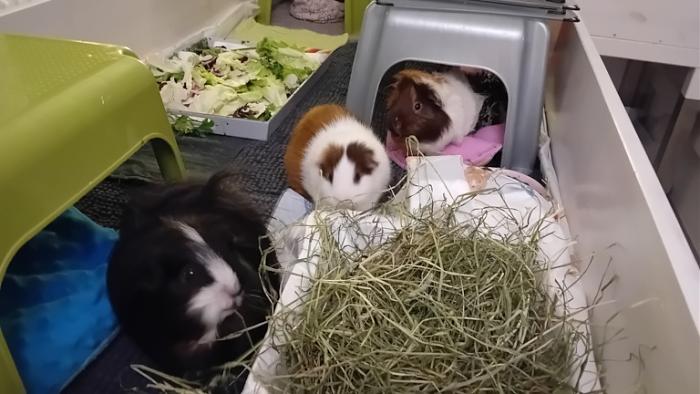 Klicke auf die Grafik fr eine grere Ansicht

Name:	20241122_040825.jpg
Hits:	0
Gre:	107,5 KB
ID:	210602