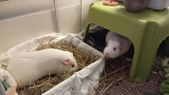 Klicke auf die Grafik fr eine grere Ansicht

Name:	20241117_201103.jpg
Hits:	0
Gre:	82,5 KB
ID:	210605