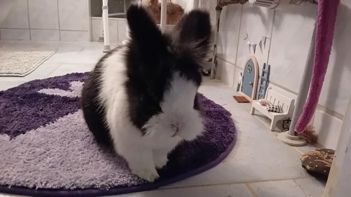 Klicke auf die Grafik fr eine grere Ansicht

Name:	20241124_095822.jpg
Hits:	0
Gre:	93,7 KB
ID:	210607