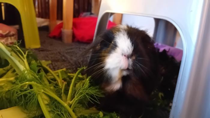 Klicke auf die Grafik fr eine grere Ansicht

Name:	20241201_083840.jpg
Hits:	1
Gre:	76,1 KB
ID:	210731