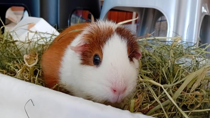 Klicke auf die Grafik fr eine grere Ansicht

Name:	20241130_141912.jpg
Hits:	0
Gre:	102,1 KB
ID:	210736