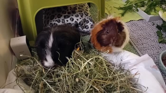 Klicke auf die Grafik fr eine grere Ansicht

Name:	20241125_034346.jpg
Hits:	0
Gre:	116,0 KB
ID:	210738