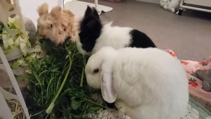 Klicke auf die Grafik fr eine grere Ansicht

Name:	20241127_204827.jpg
Hits:	0
Gre:	76,4 KB
ID:	210741