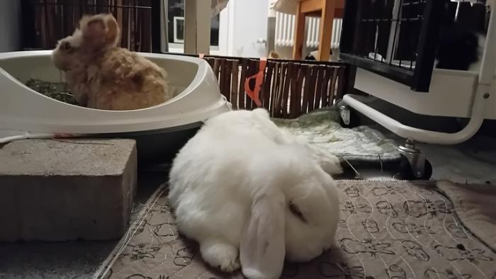 Klicke auf die Grafik fr eine grere Ansicht

Name:	20241128_053009.jpg
Hits:	0
Gre:	87,0 KB
ID:	210742