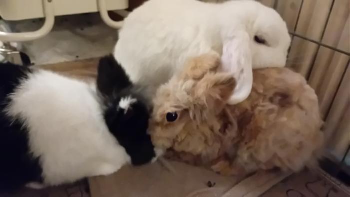 Klicke auf die Grafik fr eine grere Ansicht

Name:	20241129_041204.jpg
Hits:	0
Gre:	58,3 KB
ID:	210744