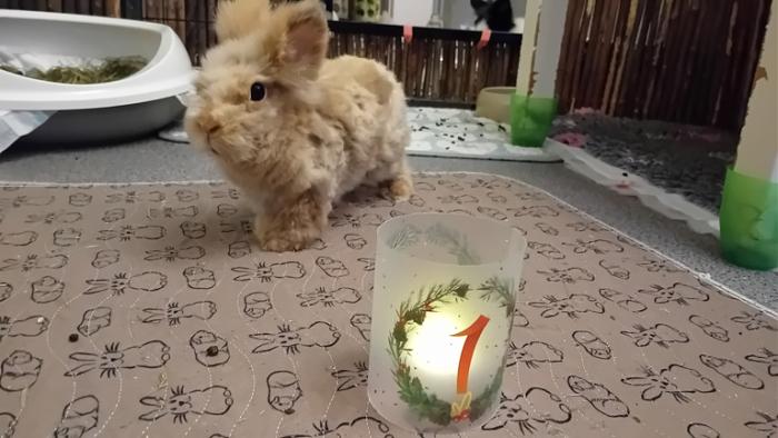 Klicke auf die Grafik fr eine grere Ansicht

Name:	20241201_080213.jpg
Hits:	0
Gre:	109,6 KB
ID:	210745