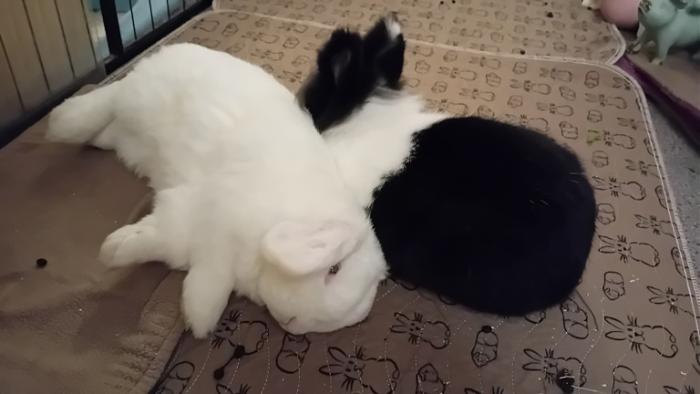 Klicke auf die Grafik fr eine grere Ansicht

Name:	20241125_035437.jpg
Hits:	0
Gre:	74,2 KB
ID:	210746