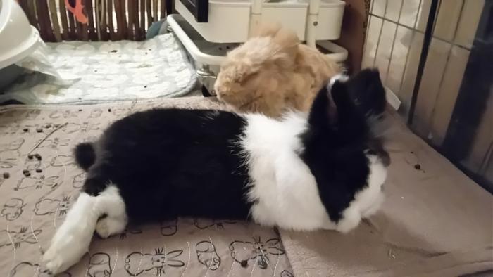 Klicke auf die Grafik fr eine grere Ansicht

Name:	20241126_032611.jpg
Hits:	0
Gre:	82,4 KB
ID:	210748