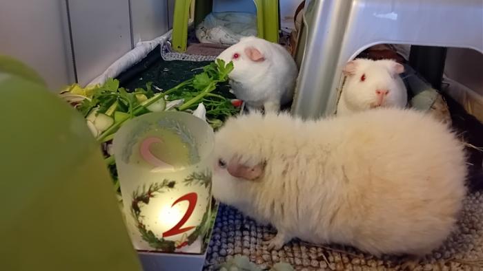 Klicke auf die Grafik fr eine grere Ansicht

Name:	20241208_080812.jpg
Hits:	0
Gre:	80,4 KB
ID:	210851