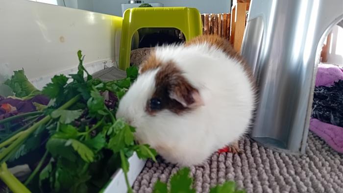 Klicke auf die Grafik fr eine grere Ansicht

Name:	20241208_121133.jpg
Hits:	0
Gre:	90,0 KB
ID:	210852