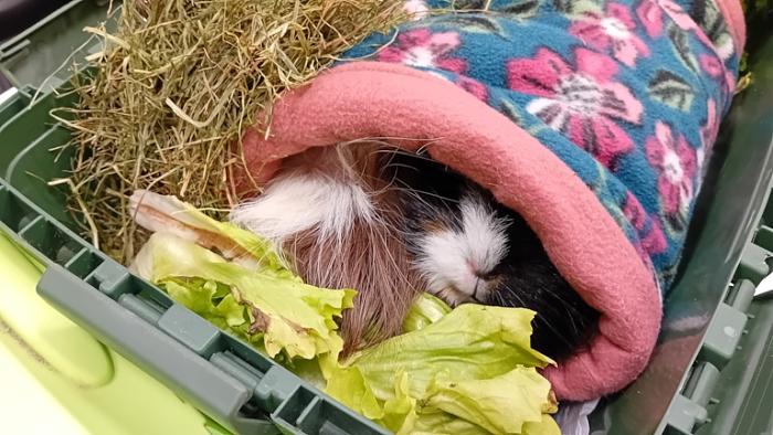 Klicke auf die Grafik fr eine grere Ansicht

Name:	20241204_164627.jpg
Hits:	0
Gre:	147,6 KB
ID:	210853