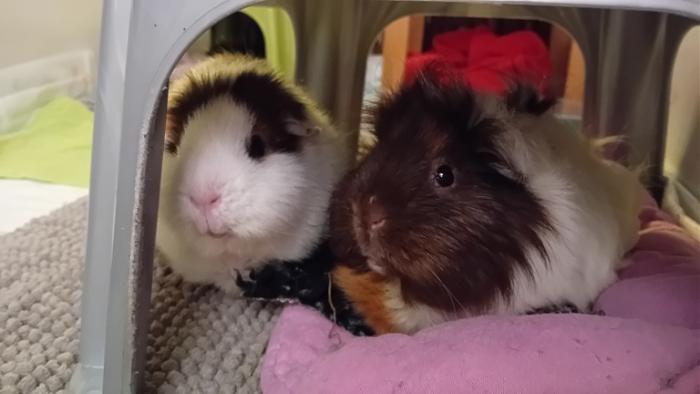 Klicke auf die Grafik fr eine grere Ansicht

Name:	20241206_044728.jpg
Hits:	0
Gre:	75,3 KB
ID:	210855