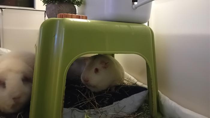 Klicke auf die Grafik fr eine grere Ansicht

Name:	20241202_222616.jpg
Hits:	0
Gre:	56,1 KB
ID:	210857