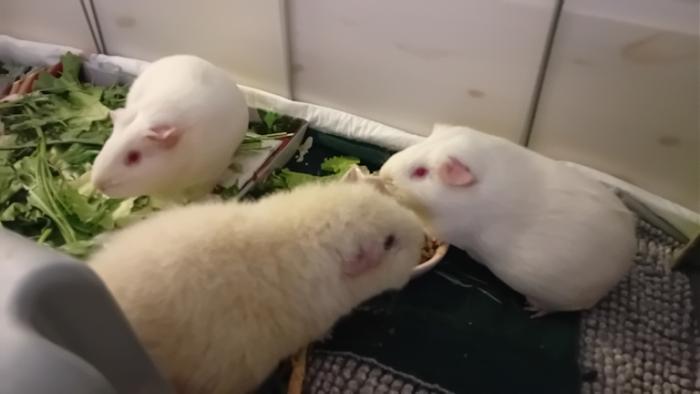 Klicke auf die Grafik fr eine grere Ansicht

Name:	20241203_071810.jpg
Hits:	0
Gre:	59,4 KB
ID:	210858