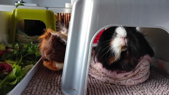 Klicke auf die Grafik fr eine grere Ansicht

Name:	20241203_104339.jpg
Hits:	0
Gre:	91,6 KB
ID:	210859