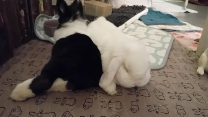 Klicke auf die Grafik fr eine grere Ansicht

Name:	20241206_043454.jpg
Hits:	0
Gre:	65,9 KB
ID:	210869