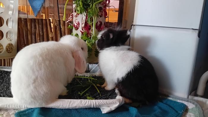 Klicke auf die Grafik fr eine grere Ansicht

Name:	20241214_101034.jpg
Hits:	0
Gre:	98,8 KB
ID:	211007