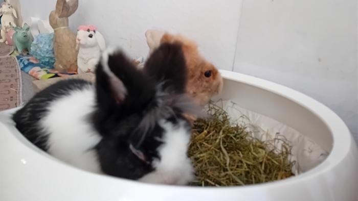 Klicke auf die Grafik fr eine grere Ansicht

Name:	20241214_102917.jpg
Hits:	0
Gre:	62,3 KB
ID:	211008