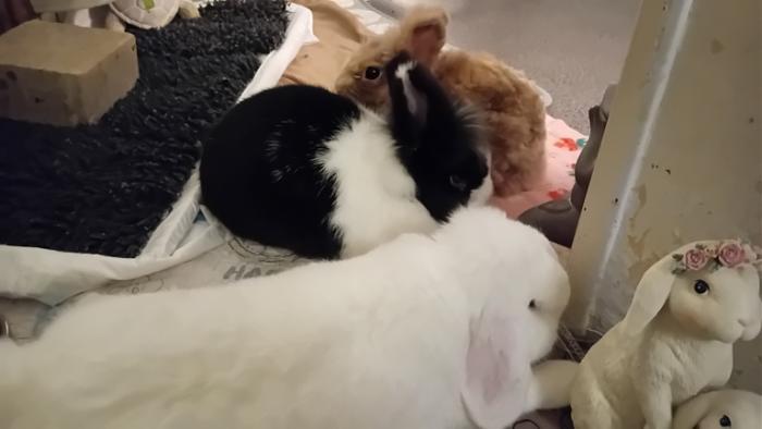 Klicke auf die Grafik fr eine grere Ansicht

Name:	20241212_034650.jpg
Hits:	0
Gre:	65,7 KB
ID:	211010