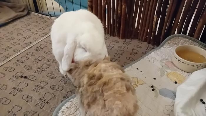 Klicke auf die Grafik fr eine grere Ansicht

Name:	20241212_064733.jpg
Hits:	0
Gre:	101,9 KB
ID:	211011