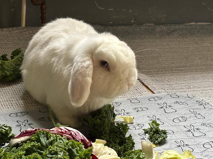 Klicke auf die Grafik fr eine grere Ansicht

Name:	Bunny1.jpg
Hits:	0
Gre:	222,3 KB
ID:	211347