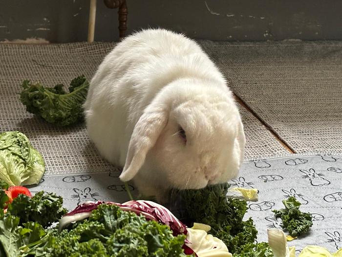 Klicke auf die Grafik fr eine grere Ansicht

Name:	Bunny2.jpg
Hits:	0
Gre:	244,0 KB
ID:	211348