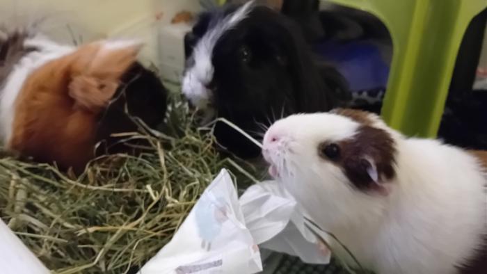 Klicke auf die Grafik fr eine grere Ansicht

Name:	20250112_062428.jpg
Hits:	0
Gre:	73,8 KB
ID:	211522