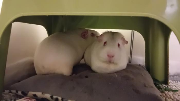 Klicke auf die Grafik fr eine grere Ansicht

Name:	20250109_040046.jpg
Hits:	0
Gre:	54,4 KB
ID:	211524