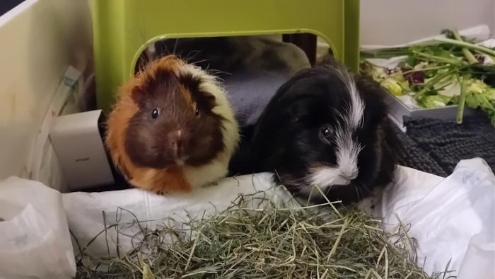 Klicke auf die Grafik fr eine grere Ansicht

Name:	20250110_034138.jpg
Hits:	0
Gre:	93,3 KB
ID:	211526