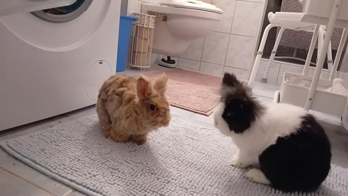 Klicke auf die Grafik fr eine grere Ansicht

Name:	20250112_072514.jpg
Hits:	0
Gre:	91,2 KB
ID:	211527