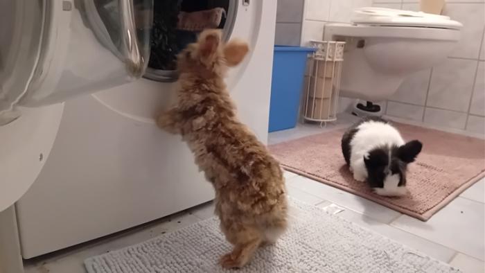 Klicke auf die Grafik fr eine grere Ansicht

Name:	20250112_072547.jpg
Hits:	0
Gre:	72,8 KB
ID:	211529