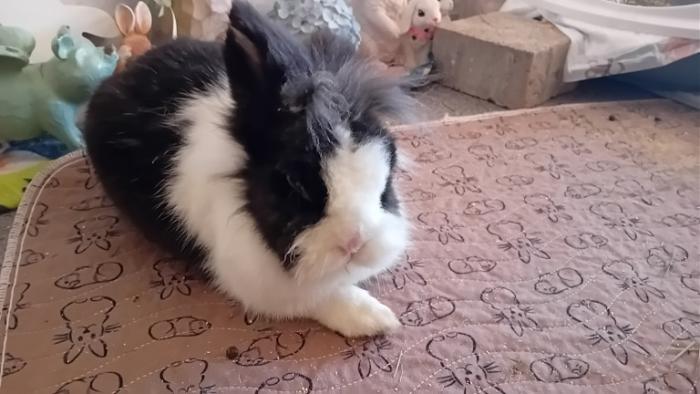 Klicke auf die Grafik fr eine grere Ansicht

Name:	20250113_090145.jpg
Hits:	0
Gre:	102,1 KB
ID:	211530