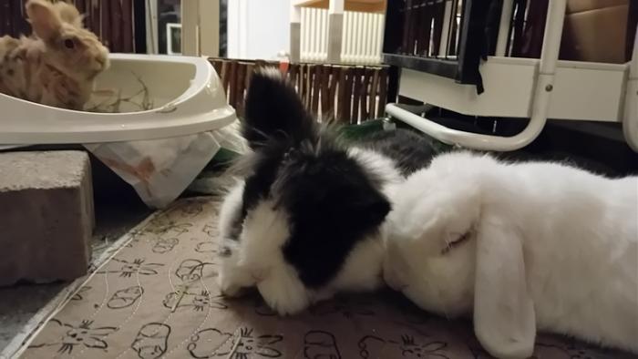 Klicke auf die Grafik fr eine grere Ansicht

Name:	20250108_052344.jpg
Hits:	0
Gre:	78,9 KB
ID:	211532