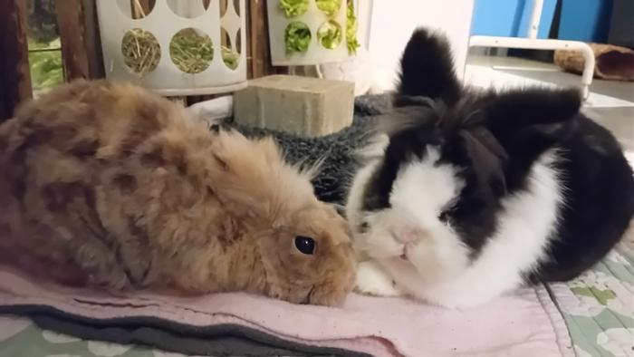 Klicke auf die Grafik fr eine grere Ansicht

Name:	20250109_040650.jpg
Hits:	0
Gre:	79,2 KB
ID:	211534