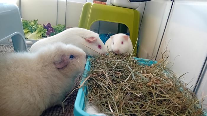 Klicke auf die Grafik fr eine grere Ansicht

Name:	20250114_125927.jpg
Hits:	0
Gre:	106,1 KB
ID:	211628