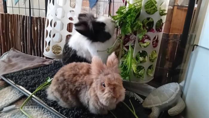 Klicke auf die Grafik fr eine grere Ansicht

Name:	20250119_091700.jpg
Hits:	0
Gre:	104,4 KB
ID:	211631