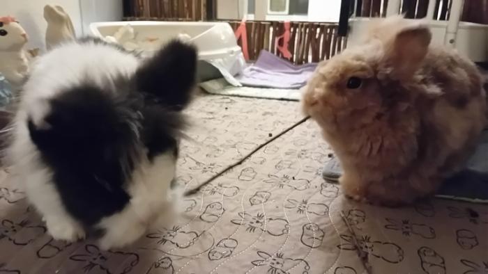 Klicke auf die Grafik fr eine grere Ansicht

Name:	20250114_182806.jpg
Hits:	0
Gre:	82,5 KB
ID:	211632