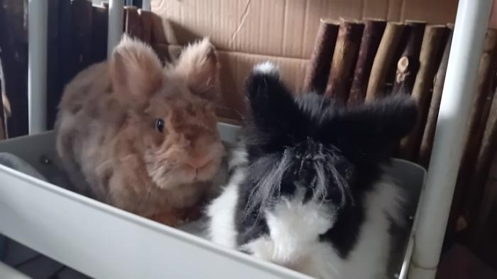 Klicke auf die Grafik fr eine grere Ansicht

Name:	20250116_124847.jpg
Hits:	0
Gre:	67,6 KB
ID:	211633