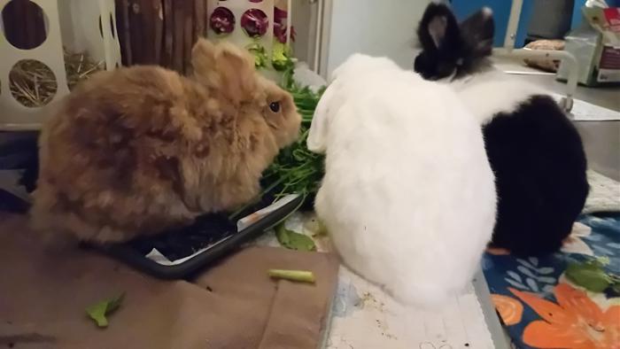 Klicke auf die Grafik fr eine grere Ansicht

Name:	20250117_181503.jpg
Hits:	0
Gre:	73,1 KB
ID:	211634