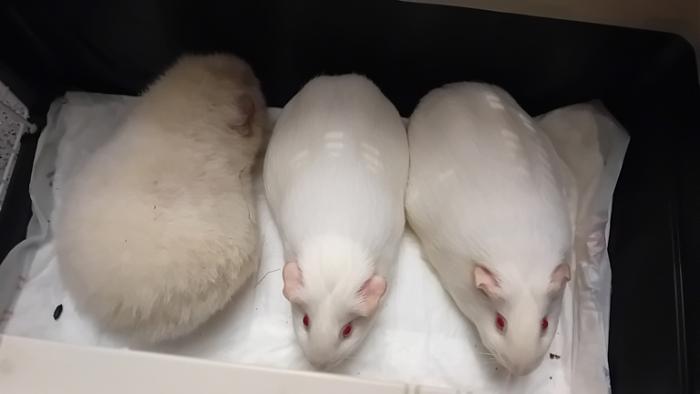 Klicke auf die Grafik fr eine grere Ansicht

Name:	20250123_043300.jpg
Hits:	0
Gre:	50,7 KB
ID:	211777