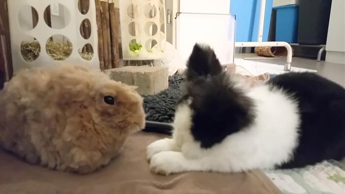 Klicke auf die Grafik fr eine grere Ansicht

Name:	20250123_045026.jpg
Hits:	0
Gre:	71,0 KB
ID:	211786