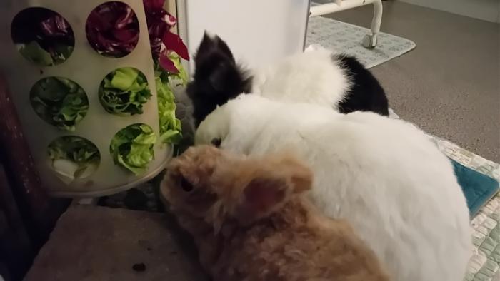 Klicke auf die Grafik fr eine grere Ansicht

Name:	20250124_053105.jpg
Hits:	0
Gre:	68,5 KB
ID:	211787