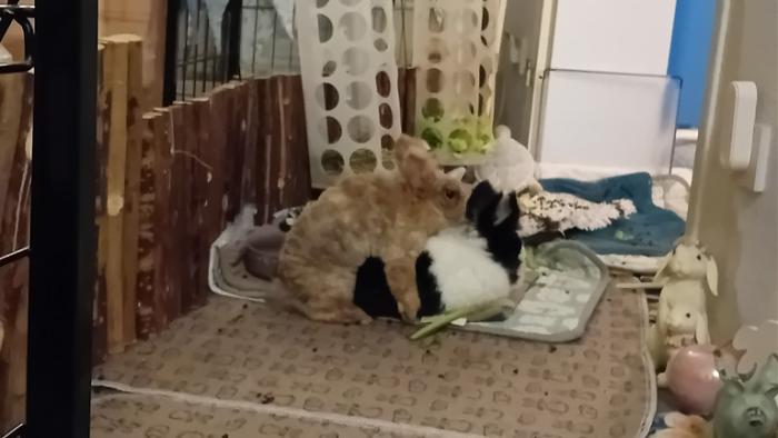 Klicke auf die Grafik fr eine grere Ansicht

Name:	20250125_063818.jpg
Hits:	0
Gre:	80,7 KB
ID:	211789