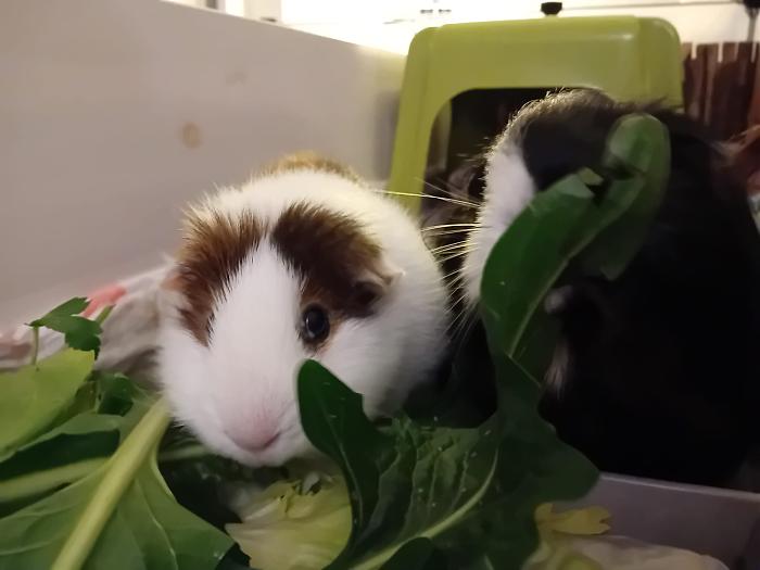 Klicke auf die Grafik fr eine grere Ansicht

Name:	IMG-20250202-WA0043(1).jpg
Hits:	0
Gre:	114,6 KB
ID:	211938