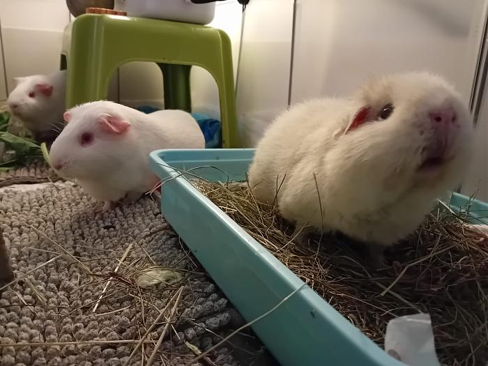 Klicke auf die Grafik fr eine grere Ansicht

Name:	IMG-20250202-WA0039.jpg
Hits:	0
Gre:	251,7 KB
ID:	211939