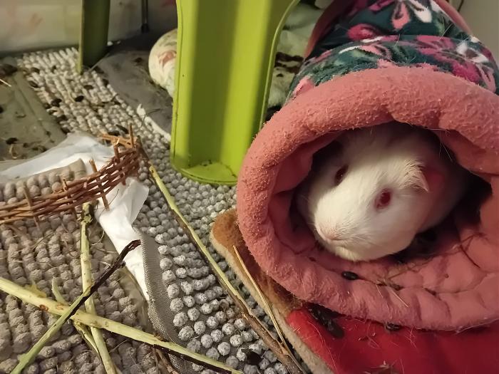 Klicke auf die Grafik fr eine grere Ansicht

Name:	IMG-20250202-WA0032.jpg
Hits:	0
Gre:	276,8 KB
ID:	211940