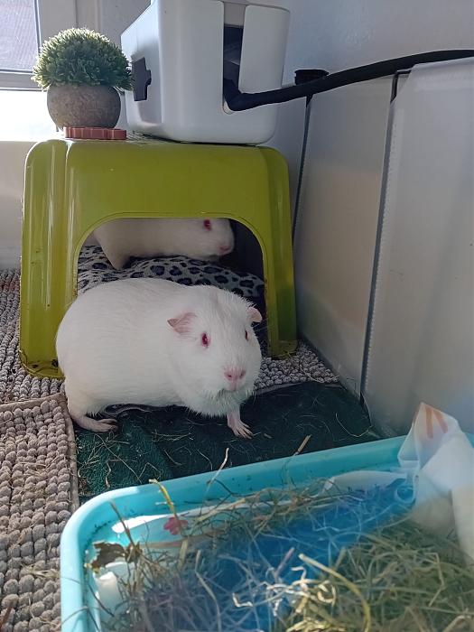 Klicke auf die Grafik fr eine grere Ansicht

Name:	IMG-20250202-WA0021.jpg
Hits:	0
Gre:	240,8 KB
ID:	211943