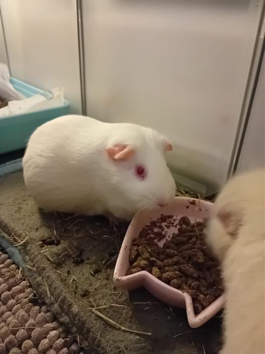 Klicke auf die Grafik fr eine grere Ansicht

Name:	IMG-20250202-WA0017.jpg
Hits:	0
Gre:	149,9 KB
ID:	211945